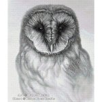(image for) Barn Owl